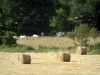 Charolaise cow - Straw bales, pasture with white cows and trees (forest)