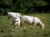 Charolaiskoe - Witte koeien in een weiland en bomen