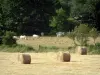 Charolaiskoe - Strobalen, met koeien grazen witte bomen (bos)