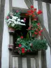 Chartres - Flower-bedecked window and timber framings of a house in the old town