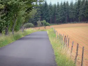 Châtaigneraie del Cantal - Alberata strada e campi