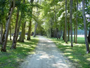 Château d'Ancy-le-Franc - Parc du château : allée bordée d'arbres