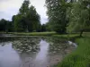 Château de Chantilly - Parc : plan d'eau parsemé de nénuphars, roseaux, pelouses et arbres