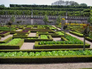 Château et jardins de Villandry - Légumes du jardin potager