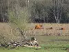 Chevreuse河谷上游地区自然公园 - 牧场和树木中的奶牛