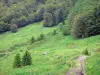 Cirque du Falgoux - Parque Natural Regional dos Vulcões de Auvergne: andar na beira da floresta