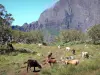 Cirque de Mafate - Nationaal Park van La Réunion: kudde koeien in het bos Tamarins
