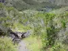 Cirque de Mafate - Sentier bordé de végétation menant à l'îlet de Marla