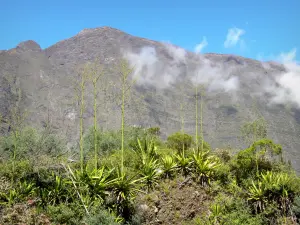 Cirque de Mafate - Vegetatie natuurlijke Mafate