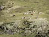 Cirque de Troumouse - Pâturage du cirque avec un troupeau de vaches ; dans le Parc National des Pyrénées