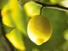 Le citron de Menton - Guide gastronomie, vacances & week-end dans les Alpes-Maritimes
