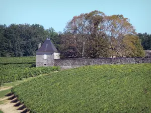 Cognac vineyards - Hut, vineyards and trees
