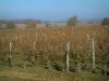 Cognac vineyards - Vineyards and trees