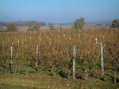 Cognac vineyards