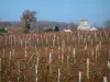 Cognac vineyards - Vineyards, houses in a village, trees and a forest