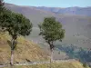 Col de Peyresourde pass - From the pass, view of the road bordered by two trees and the Pyrenees mountains