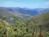 Col de Peyresourde pass - Wildflowers in the foreground with a view of the Pyrenees mountains