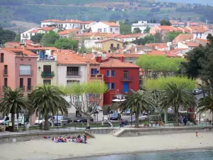 Collioure - Beach, palm trees and colorful facades of the town