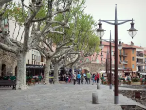 Collioure - Boramar boulevard with its plane trees, its lampposts and its sidewalk cafés, and colorful facades of the old town