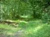 Compiègne forest - Vegetation, footpath and trees