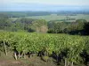 Corniche angevine - De la corniche, vue sur la vallée de la Loire (vignes du vignoble d'Anjou, arbres et champs)