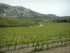 Corrente Alpilles - Cadeia de calcário de Alpilles dominando um campo de vinhas (vinhedo de Baux-de-Provence)