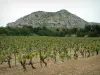 Corrente Alpilles - Vinhedo (vinhedos de Baux-de-Provence), floresta e cadeia de calcário dos Alpilles com vista para o conjunto