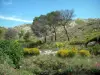 Corrente de Estaque - Colina coberta com grama com flores e árvores