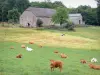 Corrèze的风景 - 母牛群在牧场地的农场边缘