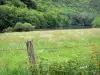 Corrèze的风景 - 多尔多涅省谷的开花的草甸