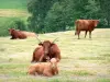 Corrèze的风景 - 奶牛和小牛在牧场上