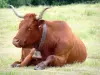 Corrèze的风景 - 在牧场地​​的母牛