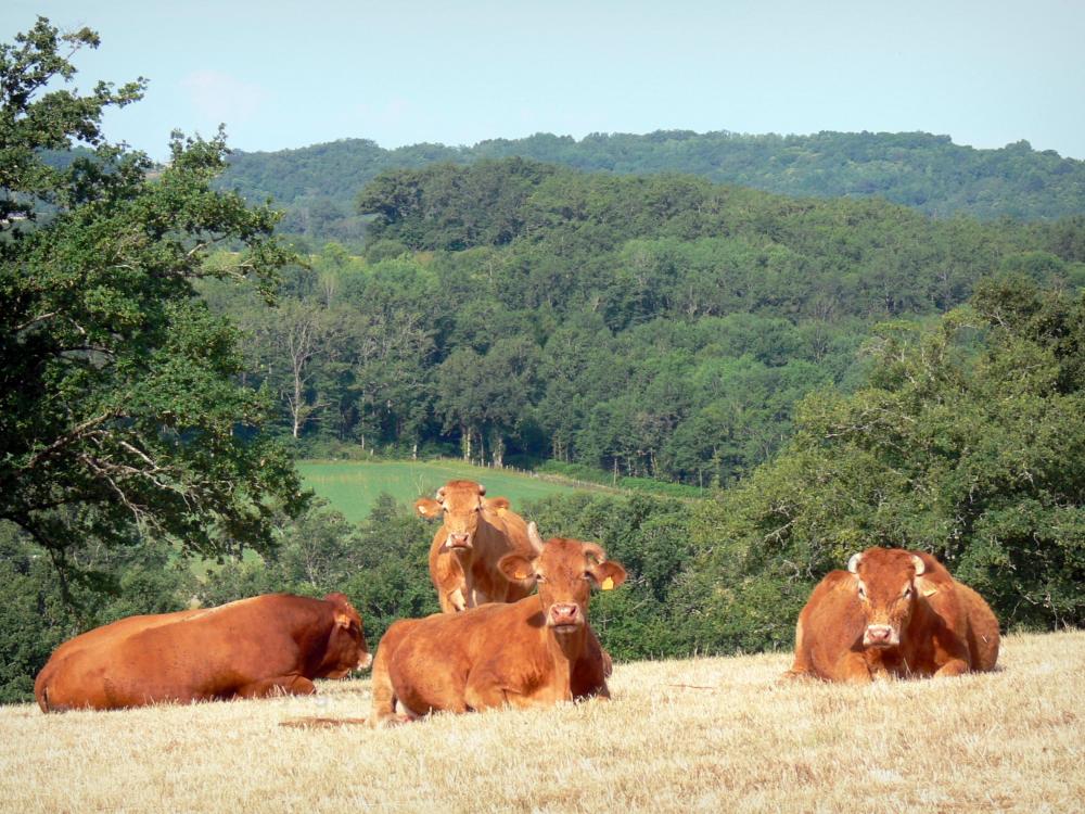 Guide de la Corrèze - Paysages de la Corrèze - Vaches limousines dans un pâturage, en lisière de forêt