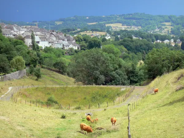 Corrèze landscapes - Donzenac houses of the medieval village in a green setting, in the foreground a herd of Limousin cattle in a pasture