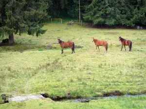 Corrèze landscapes - Regional Park Millevaches en Limousin Natural - Millevaches plateau: three horses in a meadow beside a stream