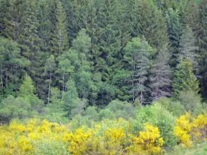 Corrèze landscapes - Millevaches Regional Nature Park in Limousin - Millevaches Plateau: forest and flowering broom
