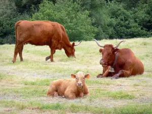 Corrèze landscapes - Cows and calves in a meadow