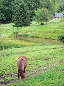 Corrèze landscapes - Horse in a meadow at the waterside