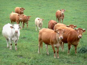 Corrèze landscapes - Herd of cows in a pasture