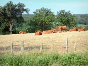 Corrèze landscapes - Herd of Limousin cows in a pasture bordered by trees