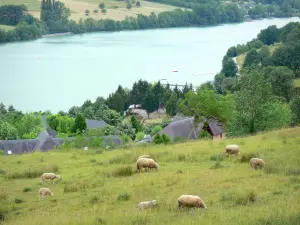 Corrèze landscapes - Lake view of the Causse Corrèze, with a herd of sheep in a meadow in foreground