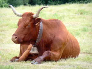 Corrèze landscapes - Cow lying in a pasture