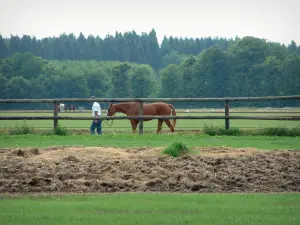 Corrida - Centro equestre (cavalo): pastagem, feno, cerca de madeira, Prado com uma pessoa andando a cavalo, floresta ao fundo