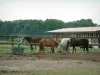 Corrida - Centro equestre (cavalo): cavalos, caixas e árvores estáveis