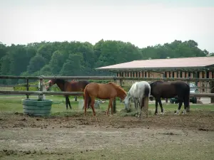 Corrida - Centro equestre (cavalo): cavalos, caixas e árvores estáveis