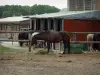 Corrida - Centro equestre (cavalo): cavalos e estábulos de um estábulo
