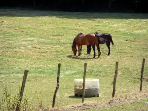 Corrida - Cavalos em um prado cercado
