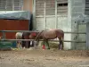 Corrida - Cavalos e construção de um centro equestre (cavalo)