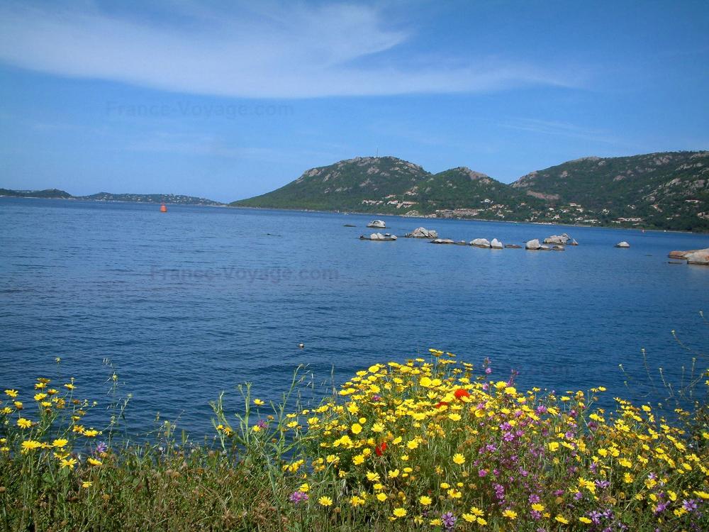 Guide de Corse - Paysages du littoral Corse - Golfe de Porto-Vecchio avec fleurs sauvages et collines dominant la mer méditerranée