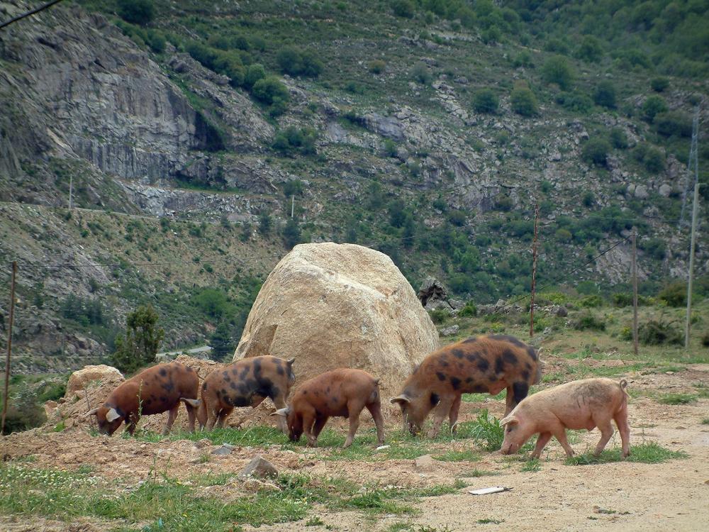 Guide de Corse - Faune de montagne - Cochons sauvages (en semi-liberté) au bord d'une route de montagne